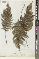 Type of Trichomanes apiifolium C.Presl [family HYMENOPHYLLACEAE]