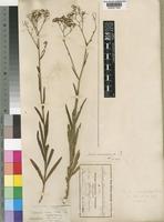 Type of Senecio diversidentatus Muschl. [family COMPOSITAE]