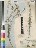 Senecio pinnulatus DC. [family COMPOSITAE]