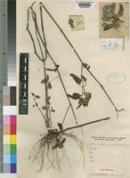 Dicliptera carvalhoi Lindau subsp. nemorum [family ACANTHACEAE]