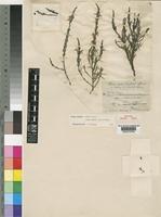 Isotype of Striga glandulifera Engl. [family SCROPHULARIACEAE]