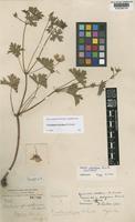 Isotype of Geranium strictipes Knuth [family GERANIACEAE]