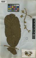 Guarea sprucei C.DC. [family MELIACEAE]