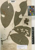 Isotype of Unonopsis spectabilis Diels [family ANNONACEAE]