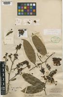 Type of Ouratea insulae L.Riley [family OCHNACEAE]