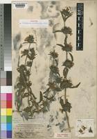 Type of Calophanes trichocalyx Oliv. [family ACANTHACEAE]