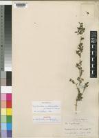 Holotype of Dyschoriste matopensis N.E.Br. [family ACANTHACEAE]