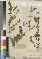 Phaulopsis micrantha (Benth.) C.B.Clarke subsp. imbricata [family ACANTHACEAE]
