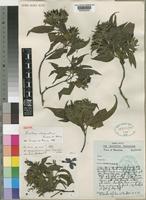 Isotype of Barleria observatrix Bosser & Heine [family ACANTHACEAE]