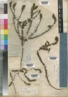 Dischisma ciliatum (P.J.Bergius) Choisy [family SCROPHULARIACEAE]