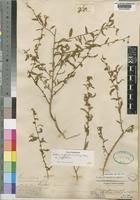 Seddera suffruticosa (Schinz) Hallier f. var. suffruticosa [family CONVOLVULACEAE]
