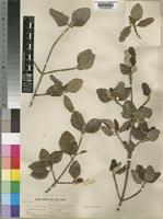 Type of Androstachys johnsonii Prain [family EUPHORBIACEAE]