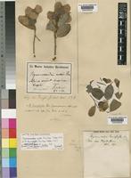 Hymenocardia mollis Pax [family EUPHORBIACEAE]