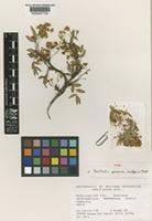 Paratype of Berberis pimana Laferrière&Marroq. [family BERBERIDACEAE]