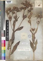 Guizotia scabra (Vis.) Chiov. [family COMPOSITAE]