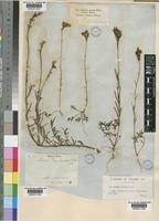 Linaria elegans Hort. ex Vilm. [family SCROPHULARIACEAE]