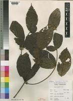 Type of Tarenna leonardii N.Hallé [family RUBIACEAE]