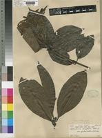 Leptactina densiflora Hook.f. var. glabra Hutch. & Dalziel [family RUBIACEAE]