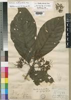 Type of Pavetta puberula Hiern [family RUBIACEAE]