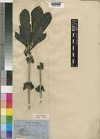 Type of Pavetta andongensis Hiern [family RUBIACEAE]