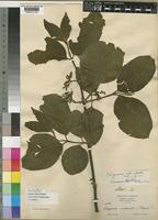 Vangueria infausta Burch. var. rotundata [family RUBIACEAE]