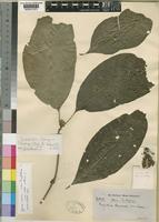 Chazaliella obanensis (Wernham) E.M.A.Petit & Verdc. [family RUBIACEAE]