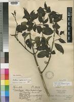 Type of Canthium captum Bullock [family RUBIACEAE]