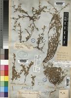 Isolectotype of Crotalaria diversifolia E.Mey. [family LEGUMINOSAE-PAPILIONOIDEAE]