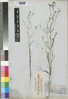Kohautia senegalensis Cham. & Schltdl. [family RUBIACEAE]