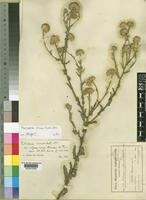 Pulicaria undulata DC. var. abyssinica Schimp. ex Chiov. [family COMPOSITAE]