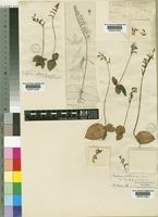 Holothrix orthoceras (Harv.) Rchb.f. [family ORCHIDACEAE]