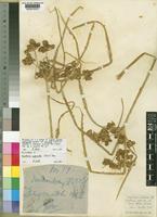 Courtoisina cyperoides (Roxb.) Soják var. africanus [family CYPERACEAE]