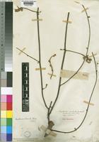 Tylosema esculentum (Burch.) A.Shcreib. [family LEGUMINOSAE-CAESALPINIOIDEAE]