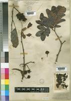 Schotia brachypetala Sond. [family LEGUMINOSAE-CAESALPINIOIDEAE]