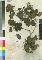 Type of Guibourtia sousae J.Léonard [family LEGUMINOSAE-CAESALPINIOIDEAE]