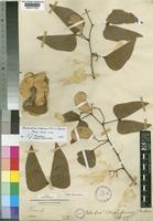 Colophospermum mopane (J.Kirk ex Benth.) J.Kirk ex J.Léonard [family LEGUMINOSAE-CAESALPINIOIDEAE]