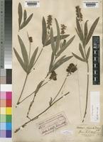 Eriosema shirense Baker f. [family LEGUMINOSAE-PAPILIONOIDEAE]