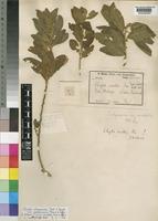 Syntype of Clutia abyssinica Jaub. & Spach var. ovalifolia Pax & K.Hoffm. [family EUPHORBIACEAE]