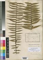 Asplenium pellucidum Lam. subsp. pseudohorridum (Hieron.) Schelpe [family ASPLENIACEAE]