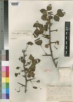 Isotype of Commiphora neglecta I.Verd. [family BURSERACEAE]