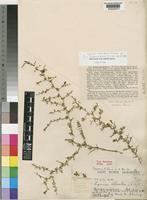 Holotype of Lycium leptacanthum C.H.Wright [family SOLANACEAE]