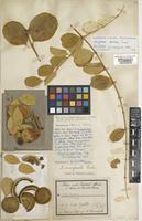 Holotype of Strychnos emarginata Baker [family LOGANIACEAE]