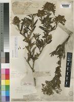 Lectotype of Chilianthus arboreus (L.f.) A.DC. var. rosmarinaceus Kuntze [family BUDDLEJACEAE]
