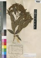 Isotype of Nuxia usambarensis Gilg [family BUDDLEJACEAE]