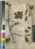 Paratype of Strychnos burtonii Baker [family LOGANIACEAE]
