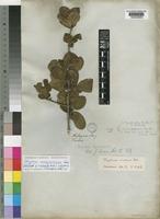 Holotype of Strychnos dysophylla Benth. [family LOGANIACEAE]
