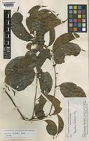 Isotype of Banisteriopsis krukoffii B.Gates [family MALPIGHIACEAE]