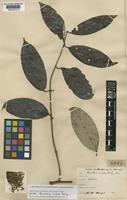 Isotype of Banisteria cinerea Rusby [family MALPIGHIACEAE]
