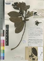 Holotype of Gaertnera hirtiflora Verdc. [family RUBIACEAE]