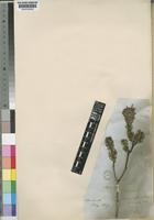 Phylica affinis Sond. [family RHAMNACEAE]